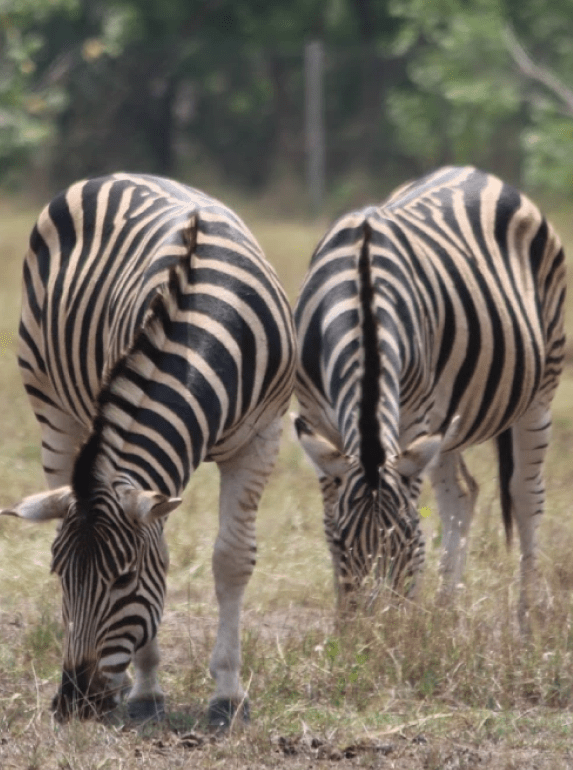 Zebras at The Shai Forest Reserves